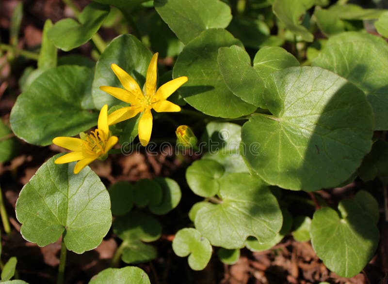 Fiori gialli della primaverina nella foresta di primavera; Ficaria del ranunculus, verna di Ficaria, favagello, Ficaria grandiflo immagini stock libere da diritti Fiori gialli della primaverina nella foresta di primavera; Ficaria del ranunculus, verna di Ficaria, favagello, Ficaria grandiflo immagini stock libere da diritti