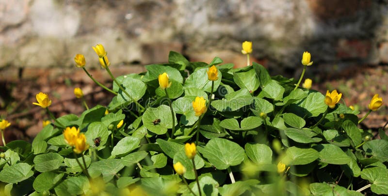 Fiori gialli della primaverina nella foresta di primavera; Ficaria del ranunculus, verna di Ficaria, favagello, Ficaria grandiflo fotografia stock Fiori gialli della primaverina nella foresta di primavera; Ficaria del ranunculus, verna di Ficaria, favagello, Ficaria grandiflo fotografia stock