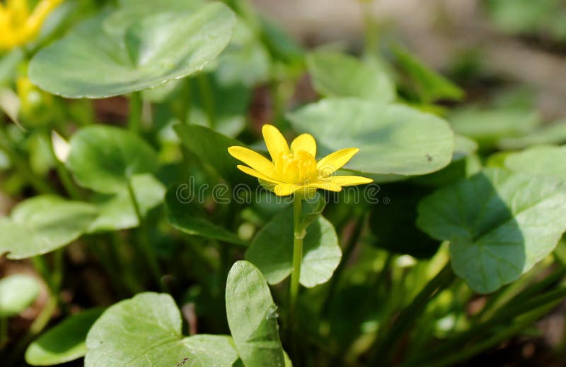 Fiori gialli della primaverina nella foresta di primavera; Ficaria del ranunculus, verna di Ficaria, favagello, Ficaria grandiflo immagine stock Fiori gialli della primaverina nella foresta di primavera; Ficaria del ranunculus, verna di Ficaria, favagello, Ficaria grandiflo immagine stock