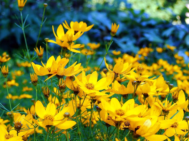 Fiori gialli di bellezza fotografia stock. Immagine di ...