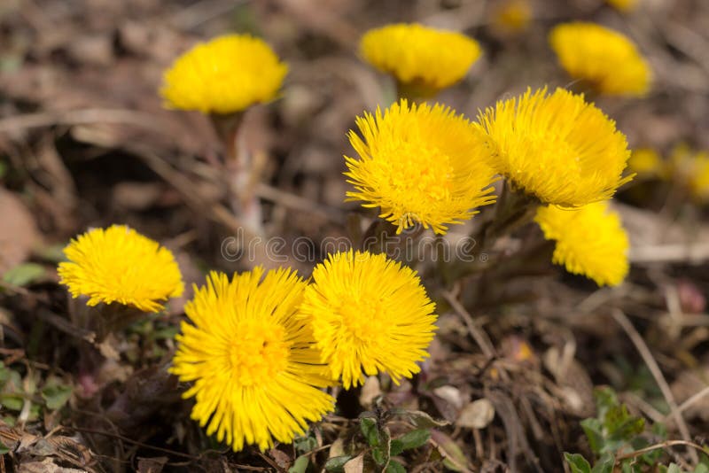 Fiori gialli di coltsfoot in primavera immagini stock libere da diritti