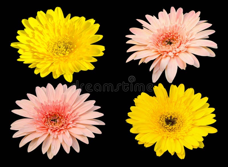Fiori gialli e rosa della fioritura della gerbera isolati su fondo nero immagine stock libera da diritti Fiori gialli e rosa della fioritura della gerbera isolati su fondo nero immagine stock libera da diritti