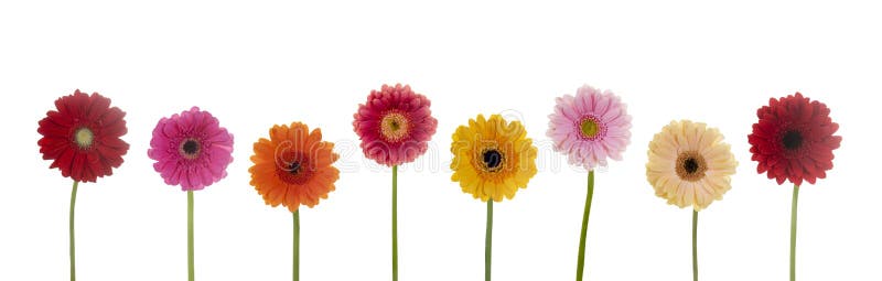 Fiori graziosi immagini stock libere da diritti Fiori graziosi immagini stock libere da diritti