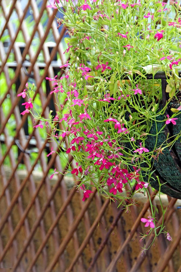 Fiori graziosi di lobelia immagine stock
