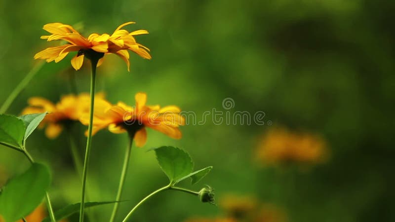 Raccolte di albatros di anfuso. Foto Fiori Hd - Fiori Hd Di Fioritura Di Estate Stock Footage Video Di Campo Nave 44431092