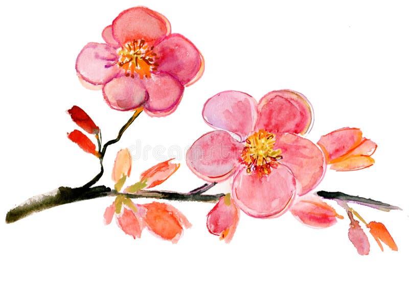 Fiori, Illustrazione Dell'acquerello Illustrazione di ...