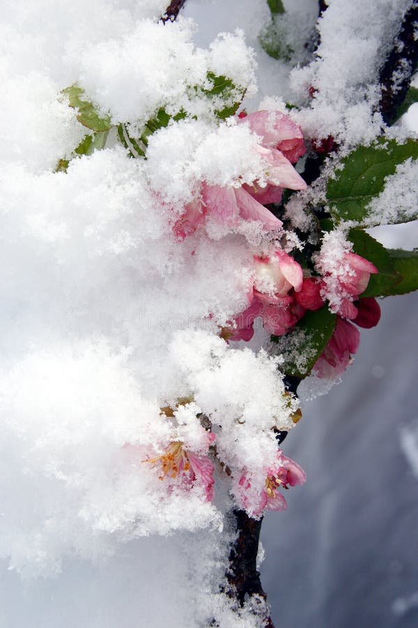 Fiori innevati immagini stock libere da diritti