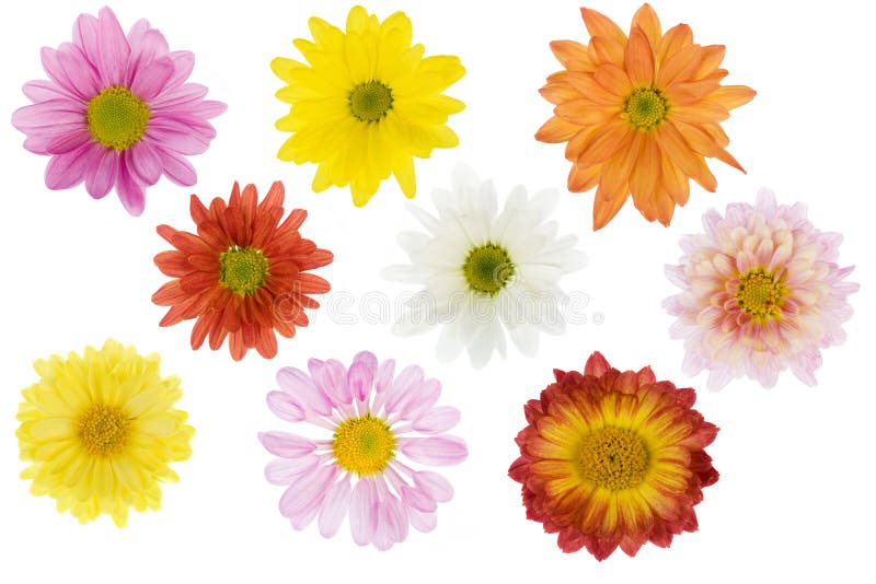 Fiori isolati immagini stock libere da diritti