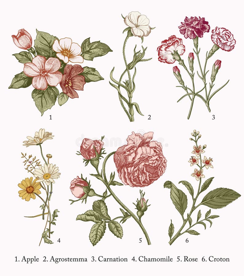 Fiori isolati realistici di botany set che disegnano l'incisione illustrativa vettoriale apple agrostemma carnation chamomile rose