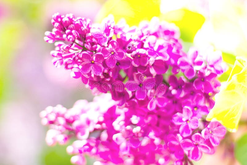 Fiori lilla di fioritura con le foglie macro fine della foto su immagini stock Fiori lilla di fioritura con le foglie macro fine della foto su immagini stock