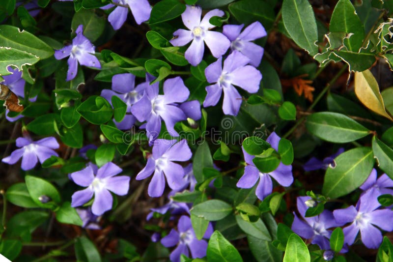 Fiori minori di periwinkle o Vinca in un giardino fotografia stock