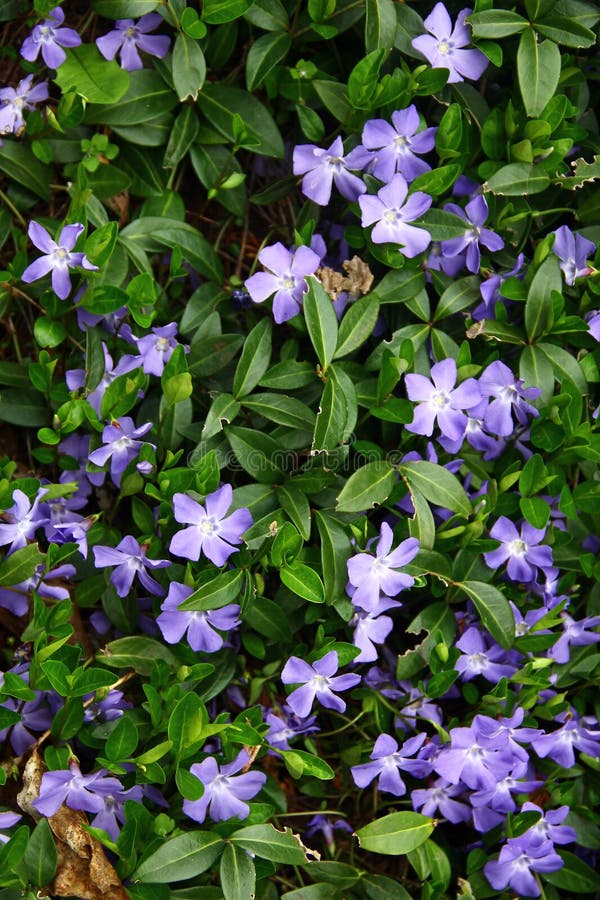 Fiori minori di periwinkle o Vinca in un giardino fotografia stock libera da diritti