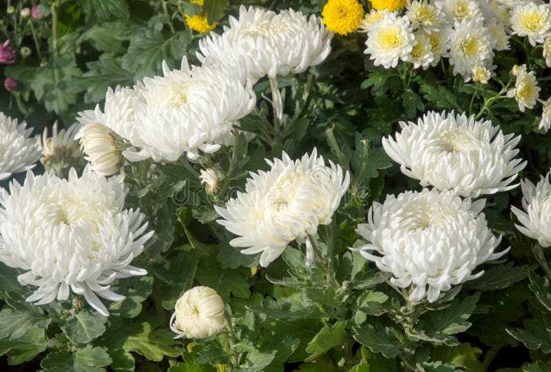 Fiori multicolori della molla, primo piano Mazzo di fiori variopinti o di mazzo del fiore fotografie stock libere da diritti Fiori multicolori della molla, primo piano Mazzo di fiori variopinti o di mazzo del fiore fotografie stock libere da diritti