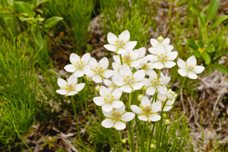 Fiori nella tundra immagine stock Fiori nella tundra immagine stock