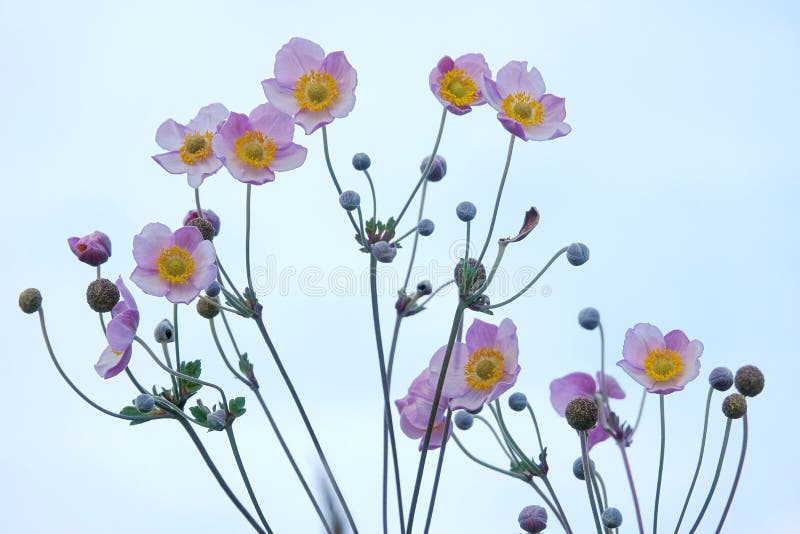 Fiori pelosi dell'anemone fotografia stock libera da diritti Fiori pelosi dell'anemone fotografia stock libera da diritti