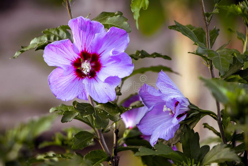 Fiori porpora degli ibischi nella fine del giardino su su backgr confuso immagine stock libera da diritti Fiori porpora degli ibischi nella fine del giardino su su backgr confuso immagine stock libera da diritti
