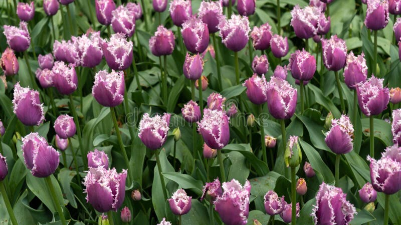 Fiori porpora del tulipano di fringrd nel giardino di primavera, parco fotografie stock libere da diritti Fiori porpora del tulipano di fringrd nel giardino di primavera, parco fotografie stock libere da diritti