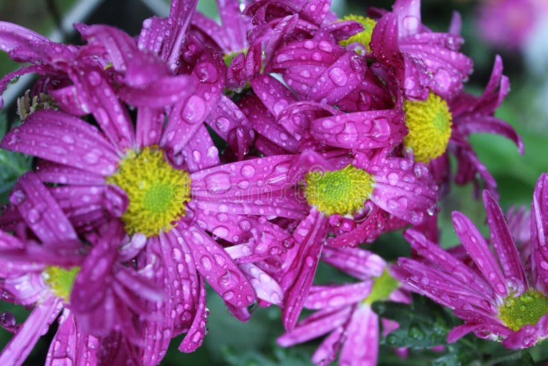 Fiori porpora dell'acqua fotografia stock Fiori porpora dell'acqua fotografia stock