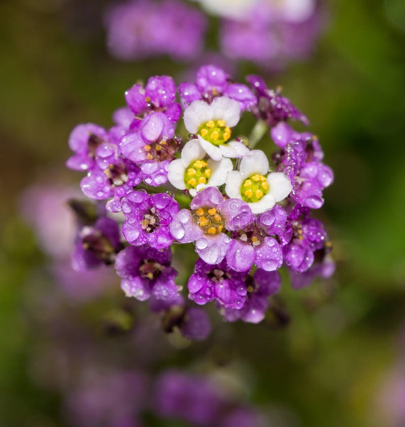 Semi Di Fiori Carpet Of Snow Alyssum - Confezione Da 0.5g Per Bordure, Giardini Rocciosi E Finestre - Foto 8