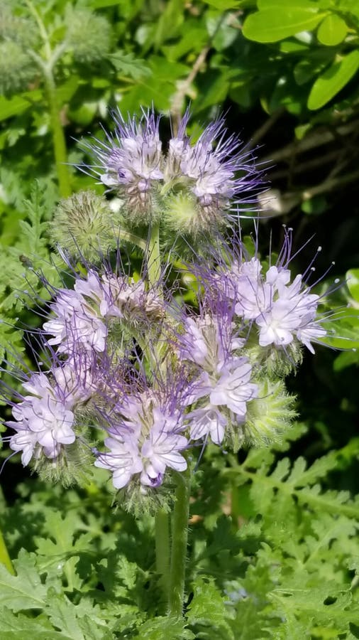 Fiori porpora pelosi fotografie stock libere da diritti Fiori porpora pelosi fotografie stock libere da diritti