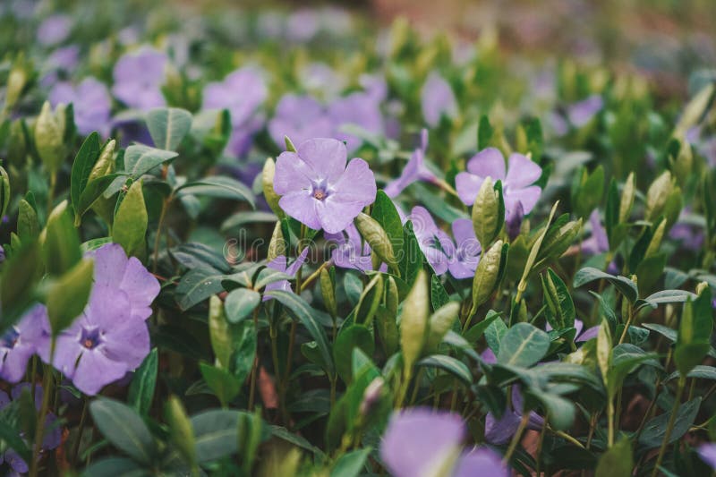 Fiori precoci. pianta di fioritura di periwinkle. fiori ornamentali di vinca minore periwinkle in fiore. immagini stock libere da diritti
