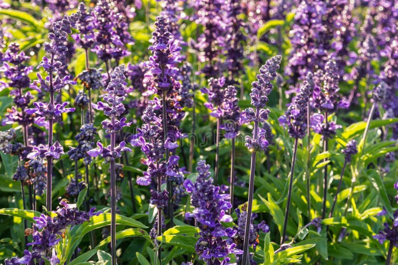 Fiori prudenti della lavanda porpora retroilluminata in fioritura con le gocce di pioggia fotografia stock libera da diritti Fiori prudenti della lavanda porpora retroilluminata in fioritura con le gocce di pioggia fotografia stock libera da diritti