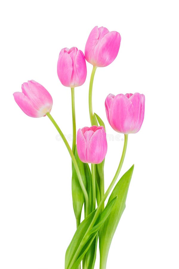 Fiori rosa del tulipano isolati fotografia stock Fiori rosa del tulipano isolati fotografia stock