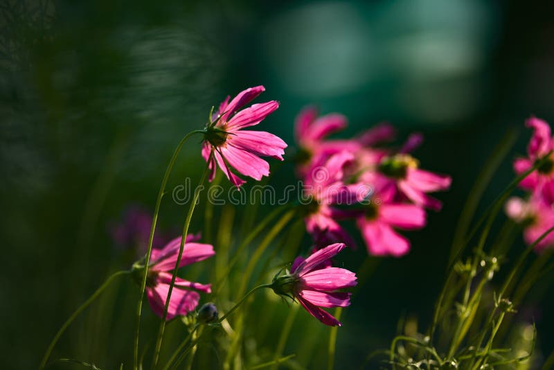 Fiori rosa dell'universo che fioriscono tardi nel recinto fotografia stock libera da diritti Fiori rosa dell'universo che fioriscono tardi nel recinto fotografia stock libera da diritti