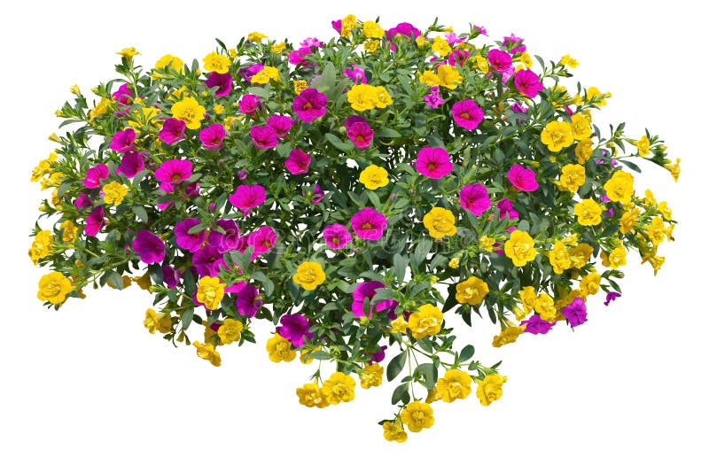 Fiori rosa di Tutout Petunia fotografie stock