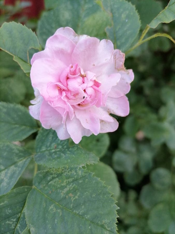 Fiori rosa e bellissimi di fiori di fienile. Un bel fiore nel parco. mi piace vedere i fiori nel parco e annusarli.