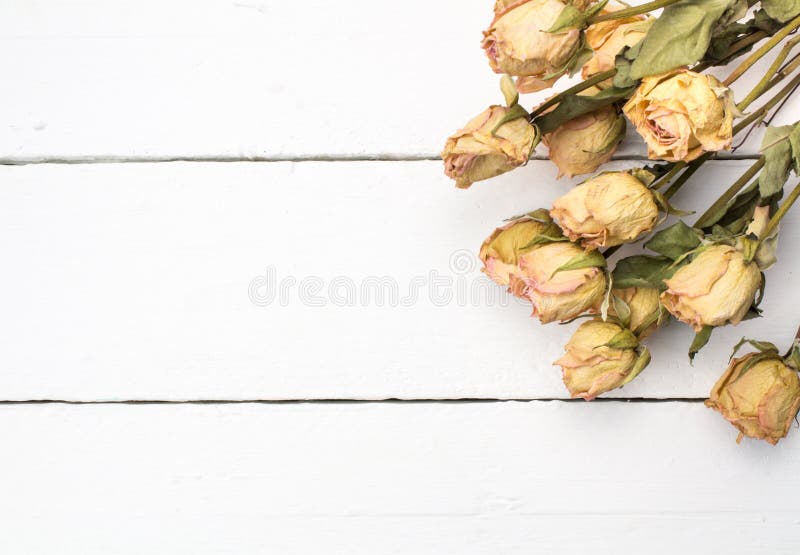 Dried peach rose flowers close up on white plank wooden background - space for text. Dried peach rose flowers close up on white plank wooden background - space for text