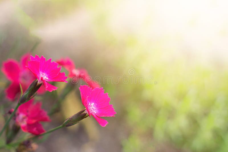 Fiori rosa su un fondo vago verde nel sole immagine stock Fiori rosa su un fondo vago verde nel sole immagine stock