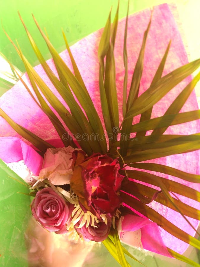 Fiori rossi appassiti immagini stock libere da diritti