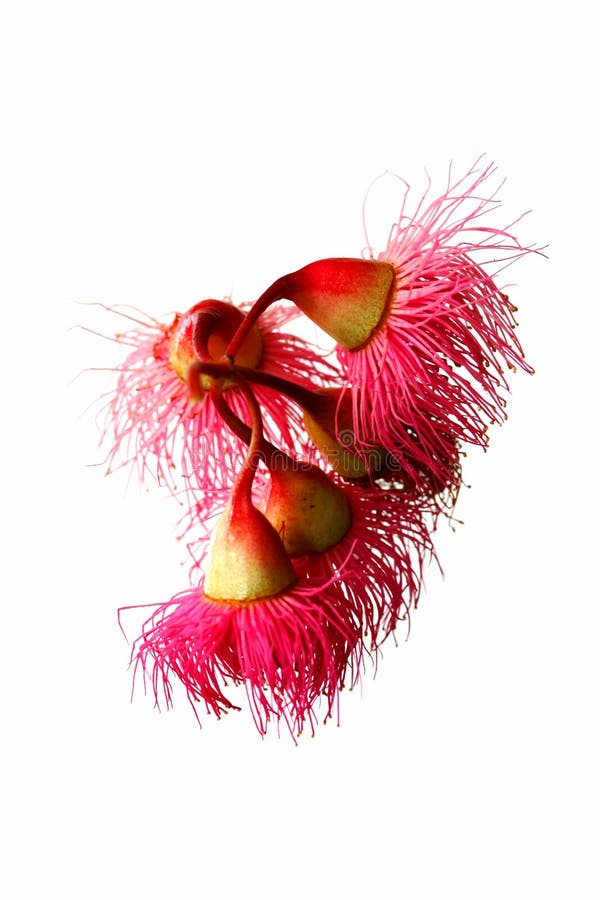 Fiori rossi australiani di Ironbark fotografia stock Fiori rossi australiani di Ironbark fotografia stock