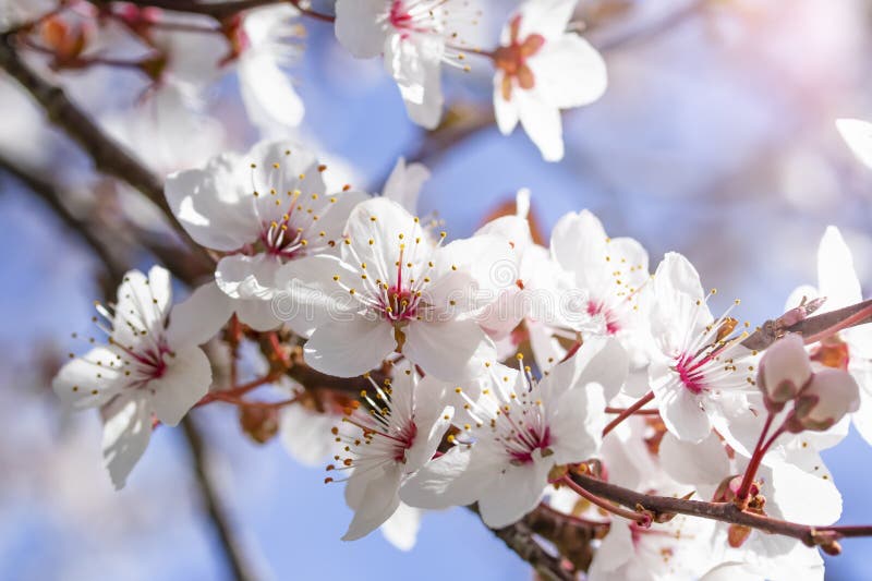 Fiori rossi bianchi del prunus cerasifera Ramo sbocciante con con i fiori della ciliegia susina albero di fioritura fotografie stock libere da diritti Fiori rossi bianchi del prunus cerasifera Ramo sbocciante con con i fiori della ciliegia susina albero di fioritura fotografie stock libere da diritti