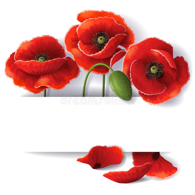 Fiori rossi del papavero illustrazione di stock Fiori rossi del papavero illustrazione di stock