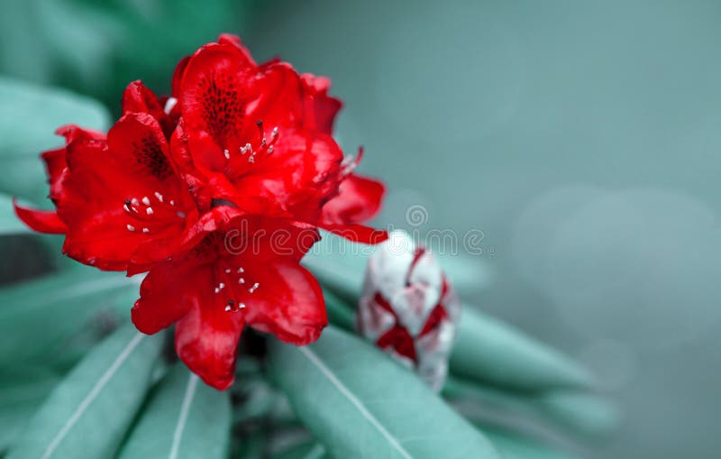 Fiori rossi delle azalee nel giardino Priorit? bassa della sorgente fotografie stock Fiori rossi delle azalee nel giardino Priorit? bassa della sorgente fotografie stock