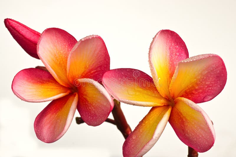 Fiori rossi di plumeria immagine stock libera da diritti
