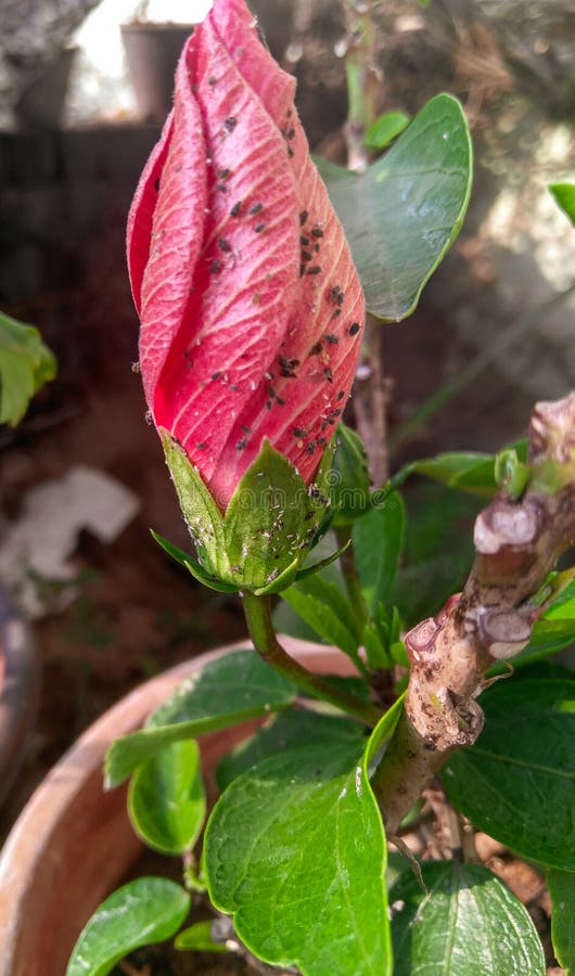 Fiori rossi germogliati da parassiti, parassiti e piccoli insetti che crescono nel ramo delle piante nel giardino botanico, macro