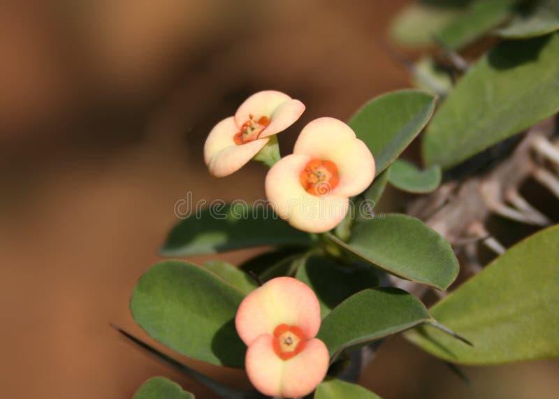 Fiori selvaggi immagine stock libera da diritti