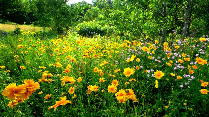Fiori selvaggi immagine stock