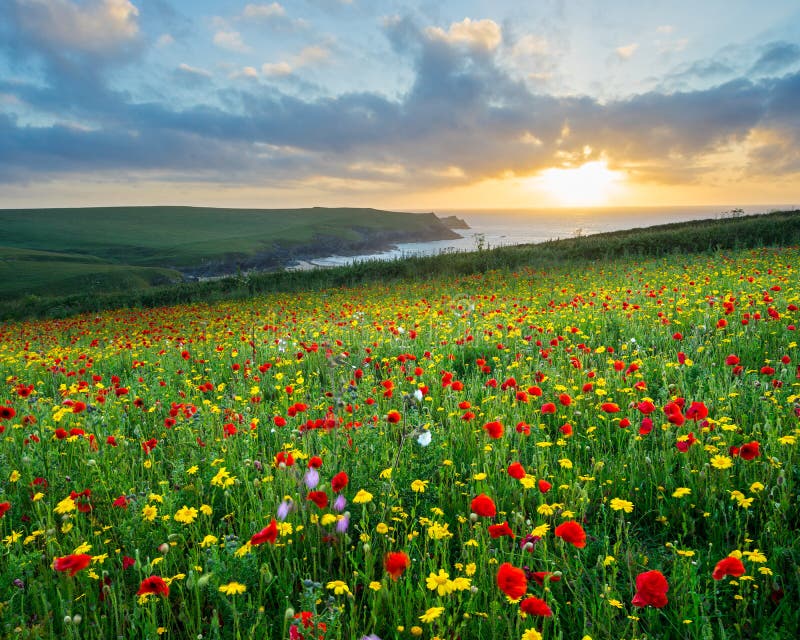 Fiori selvaggi allo scherzo Cornovaglia di Porth fotografia stock libera da diritti