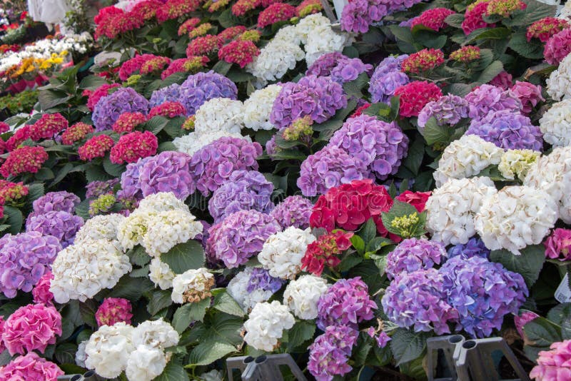 Fiori selvaggi di fioritura variopinti della molla in vista immagini stock libere da diritti Fiori selvaggi di fioritura variopinti della molla in vista immagini stock libere da diritti