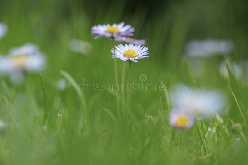 Fiori selvaggi di perennis del Bellis bei in fioritura, gruppo di angiosperme nell'erba, petali rosa bianchi immagini stock libere da diritti Fiori selvaggi di perennis del Bellis bei in fioritura, gruppo di angiosperme nell'erba, petali rosa bianchi immagini stock libere da diritti