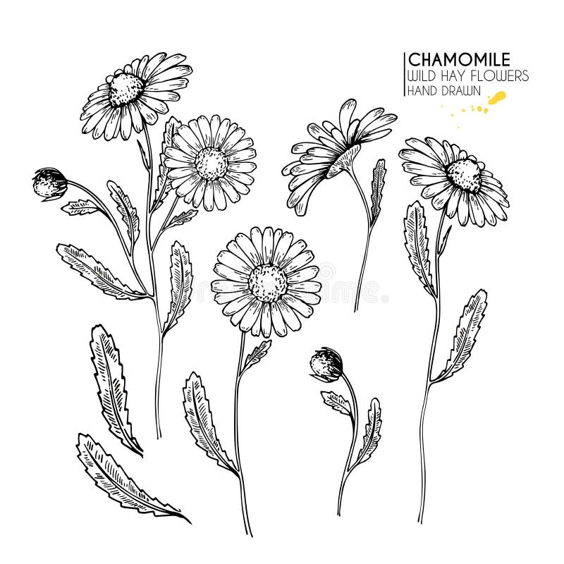 Fiori selvaggi disegnati a mano del fieno Fiore della margherita o della camomilla Arte incisa annata Illustrazione botanica Buon royalty illustrazione gratis Fiori selvaggi disegnati a mano del fieno Fiore della margherita o della camomilla Arte incisa annata Illustrazione botanica Buon royalty illustrazione gratis