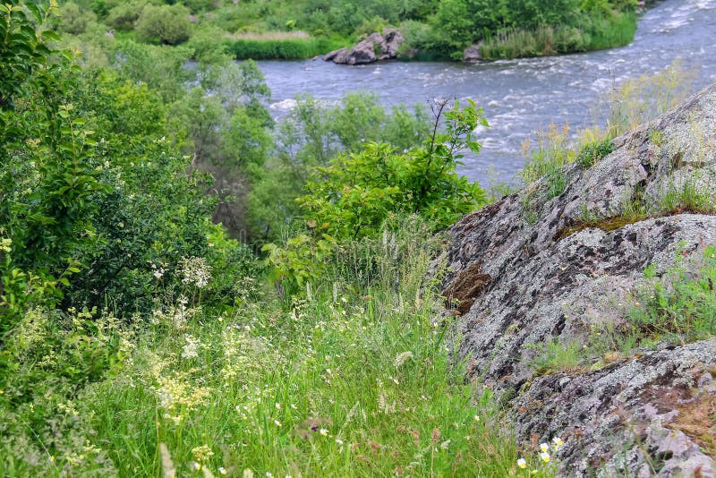 Fiori selvaggi e di massi coperti di muschio vicino al fiume fotografia stock Fiori selvaggi e di massi coperti di muschio vicino al fiume fotografia stock