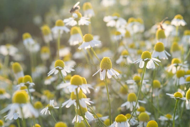 Fiori selvaggi nel campo circondato con le erbacce e l'erba asciutta fotografia stock Fiori selvaggi nel campo circondato con le erbacce e l'erba asciutta fotografia stock