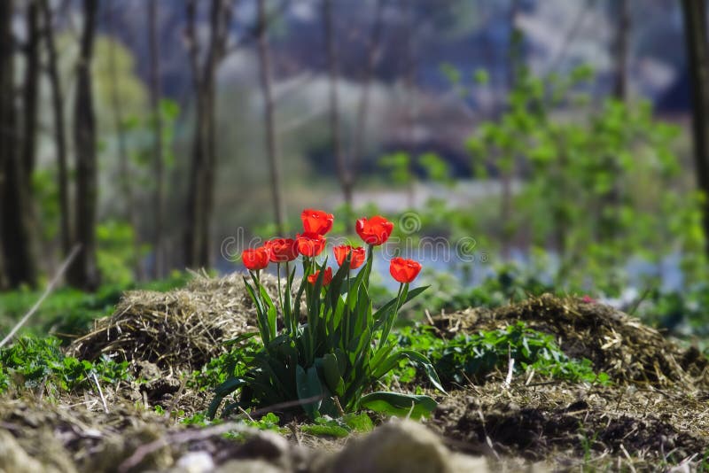 Fiori selvatici di tulipa o Tulipa Gesneriana ricche di rosso nel sole di aprile, campi coltivati abbandonati immagine stock Fiori selvatici di tulipa o Tulipa Gesneriana ricche di rosso nel sole di aprile, campi coltivati abbandonati immagine stock