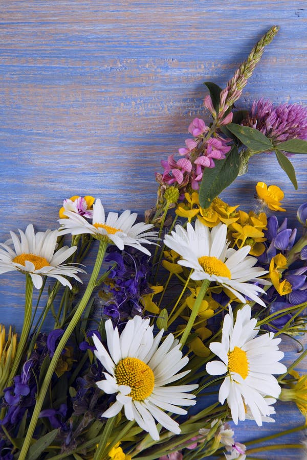 Wild flowers on blue wooden deck background chamomile lupine dandelions thyme mint bells rape. Wild flowers on blue wooden deck background chamomile lupine dandelions thyme mint bells rape.