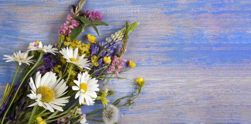 Wild flowers on blue wooden deck background chamomile lupine dandelions thyme mint bells rape. Wild flowers on blue wooden deck background chamomile lupine dandelions thyme mint bells rape.